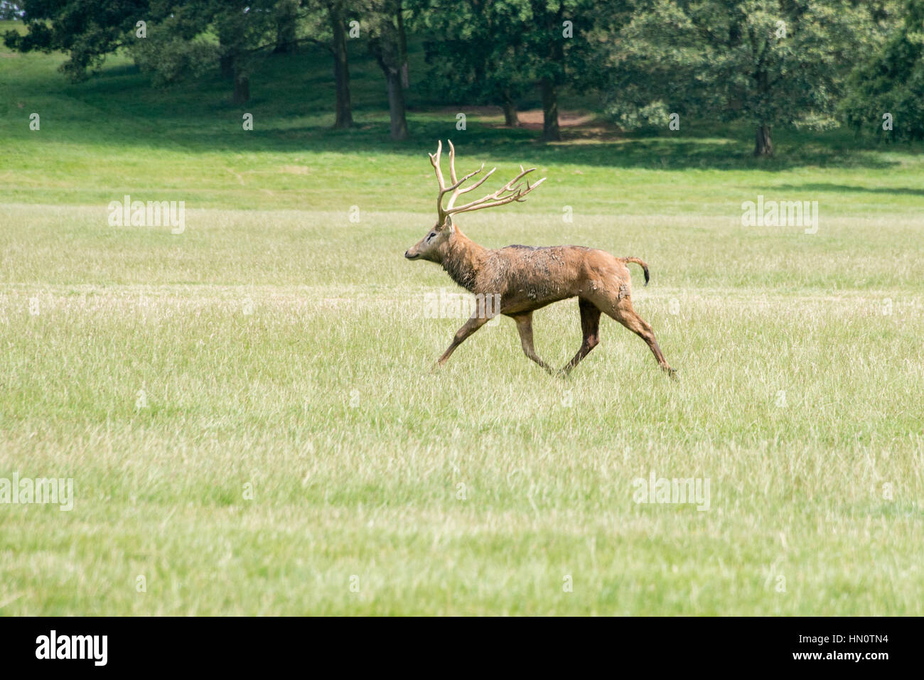 A red deer stag running through a field at Woburn abbey, UK Stock Photo