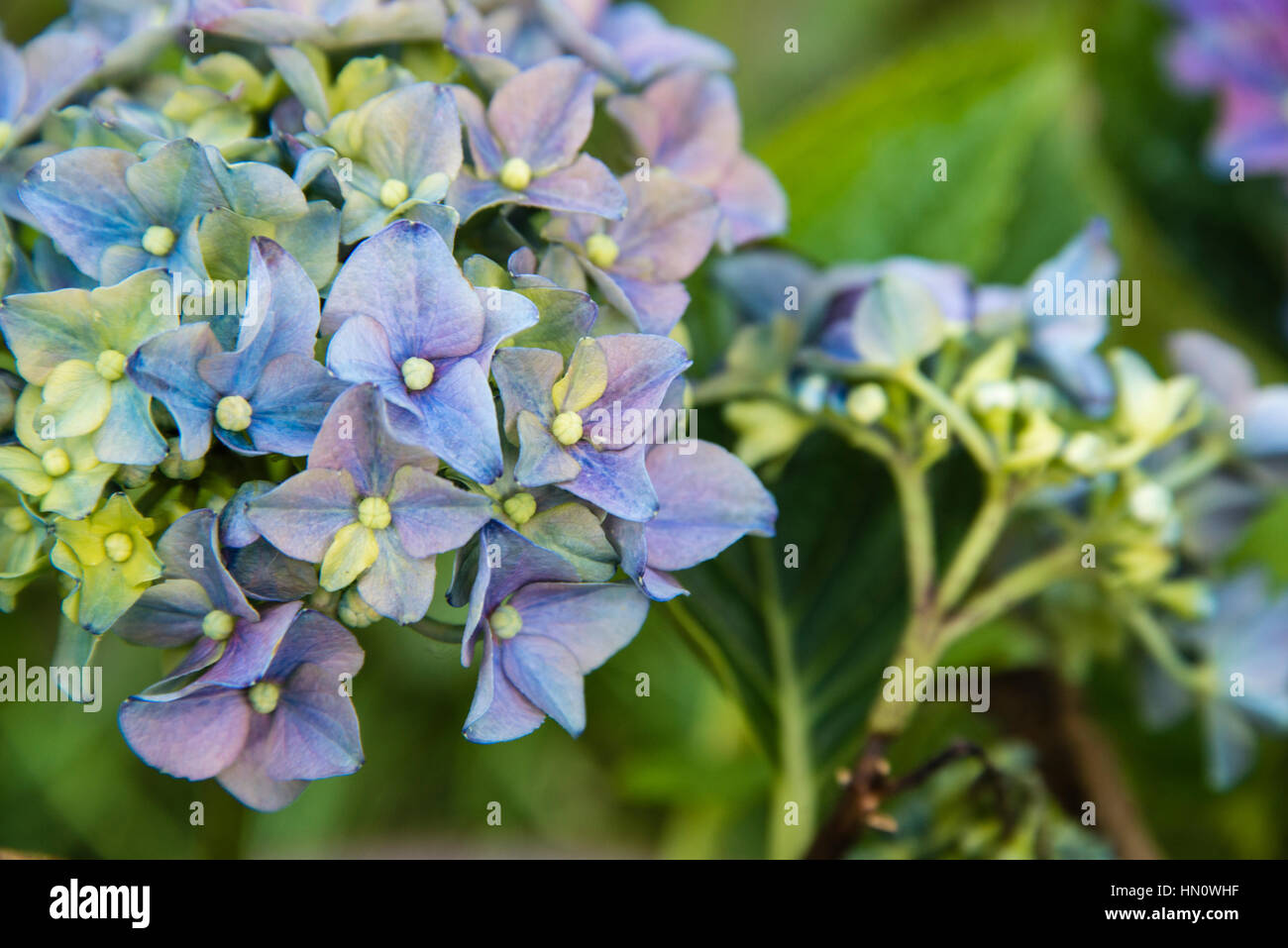 Hydrangeas in full bloom in a garden in the UK Stock Photo Alamy