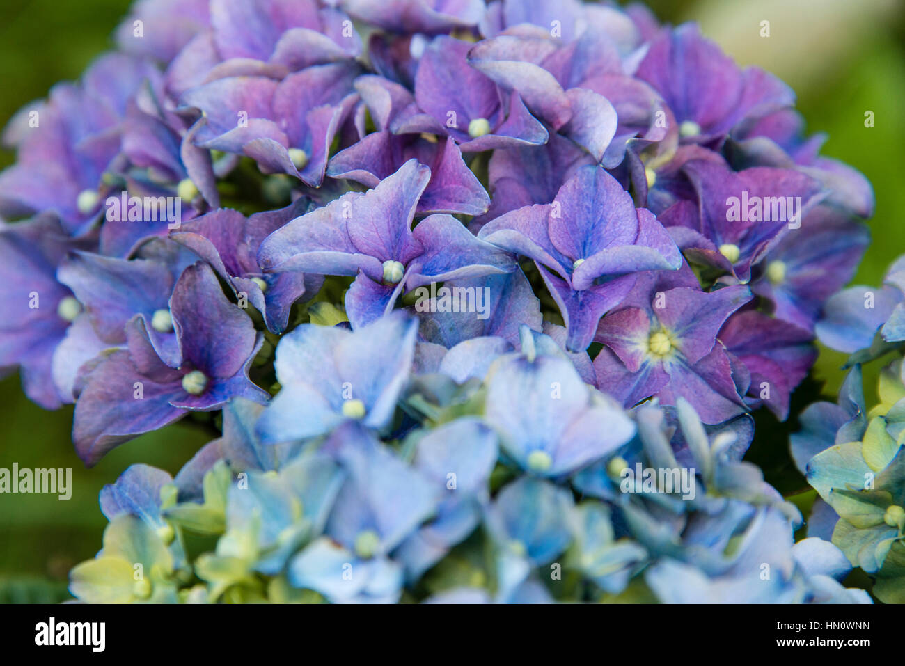 Hydrangeas in full bloom in a garden in the UK Stock Photo Alamy