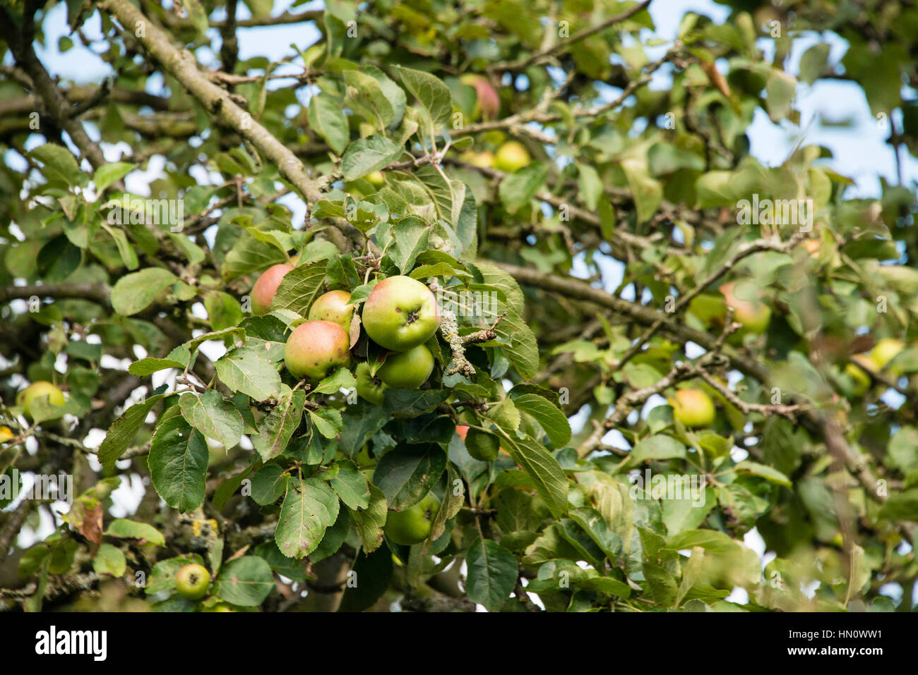 Apple tree in small garden uk hi-res stock photography and images - Alamy
