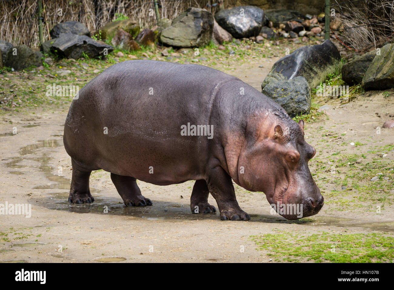 River Hippopotamus at the Toronto Zoo Stock Photo Alamy