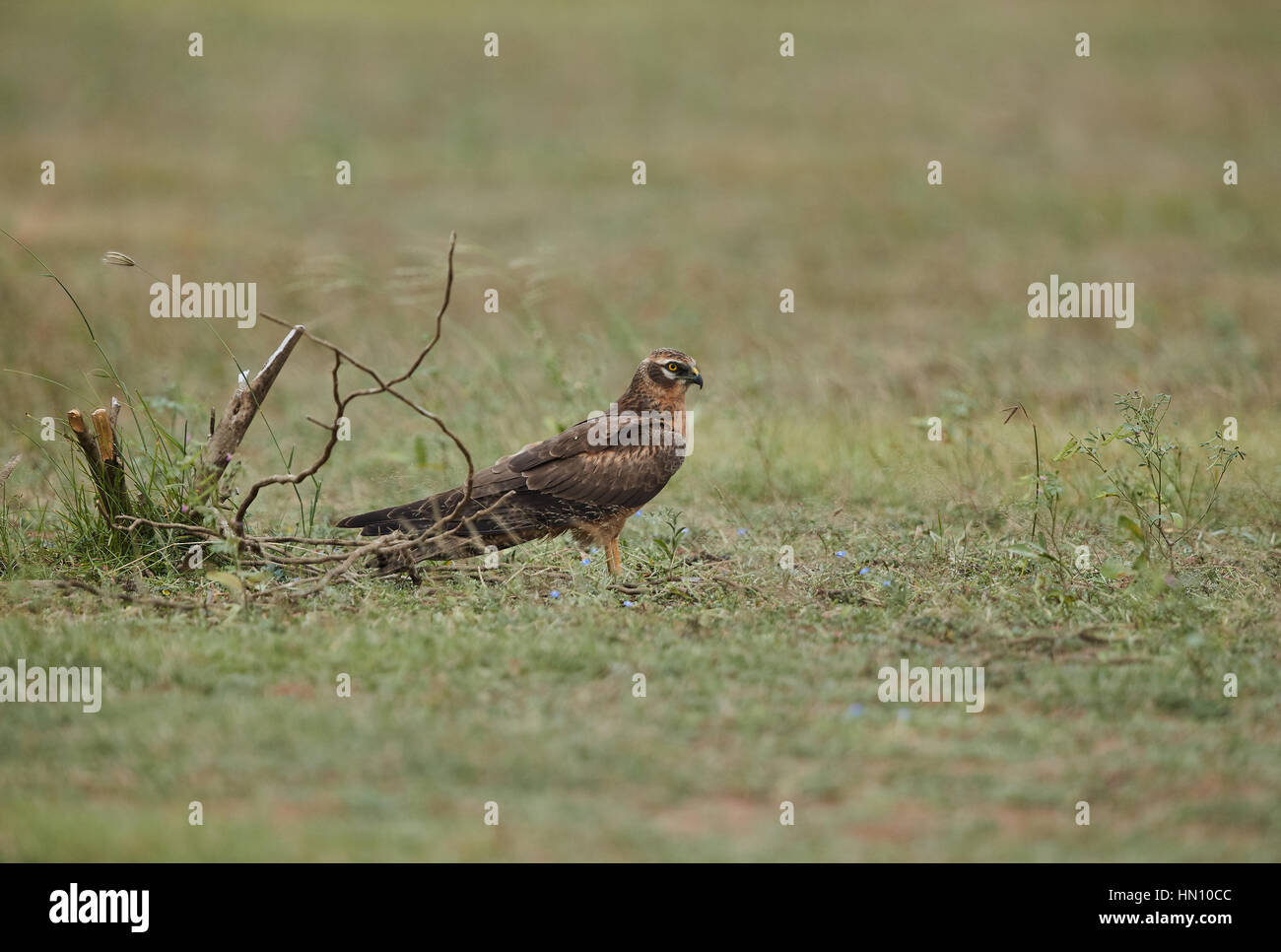The Montagu's harrier (Circus pygargus) resting on the grassy habitat listening to the sounds of nature and having satisfactory midday meal Stock Photo