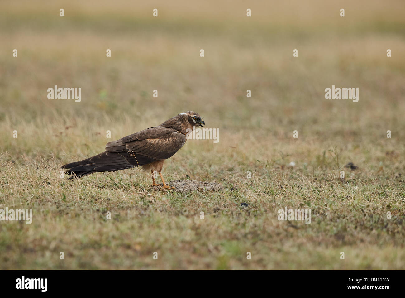 The Montagu's harrier (Circus pygargus) resting on the grassy habitat listening to the sounds of nature and having satisfactory midday meal Stock Photo