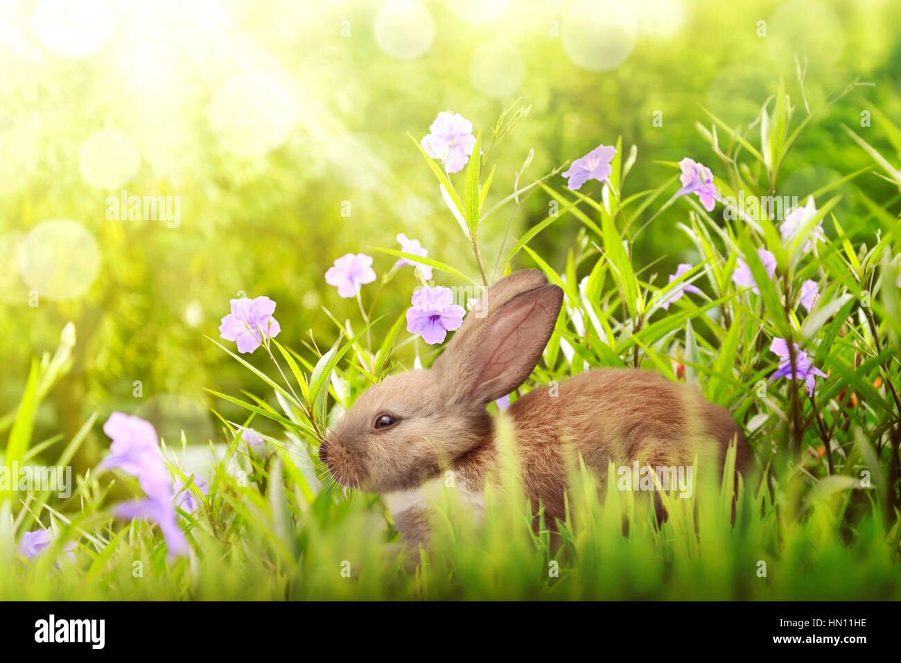 Easter bunny hiding in the grass hi-res stock photography and images ...