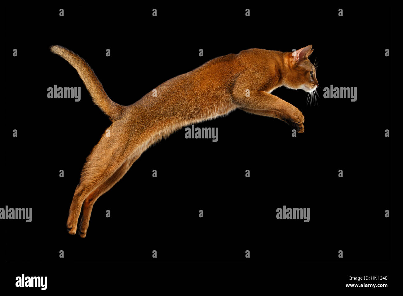 Jumping Abyssinian cat Isolated on black background in Profile Stock Photo