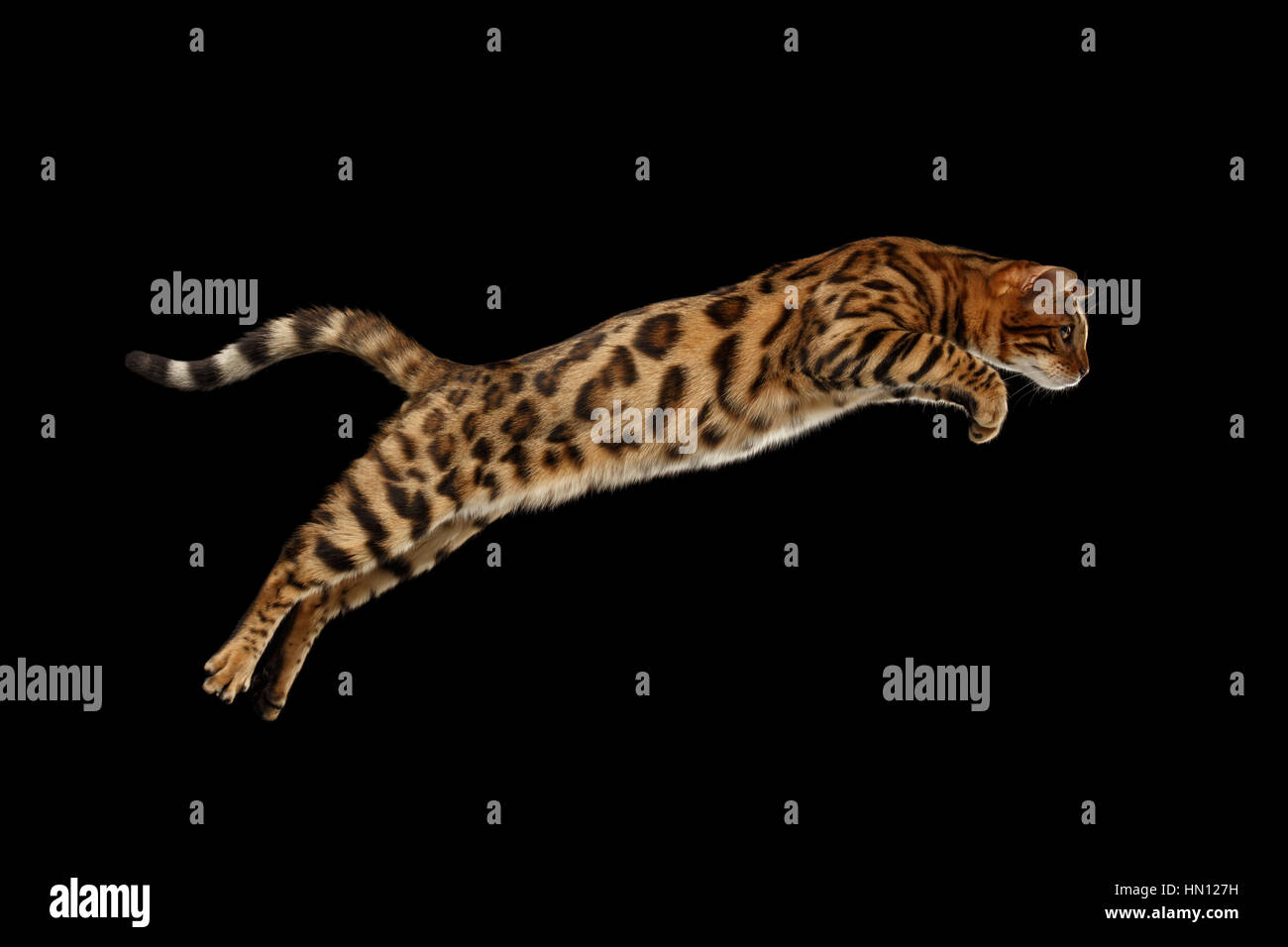 Jumping Bengal Cat on Black Isolated Background Stock Photo