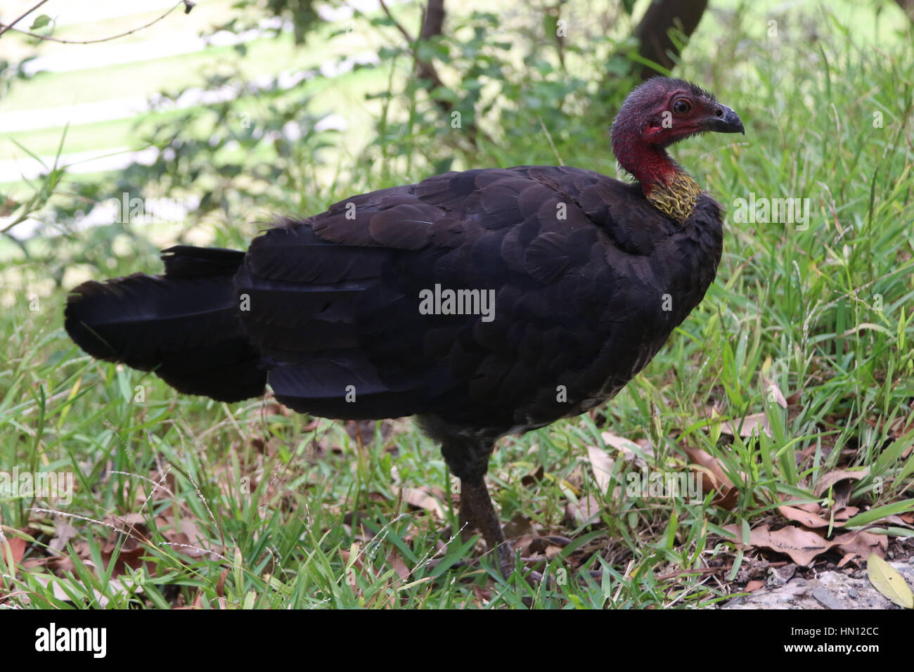 Australian brushturkey or Australian brushturkey, aka the scrub turkey