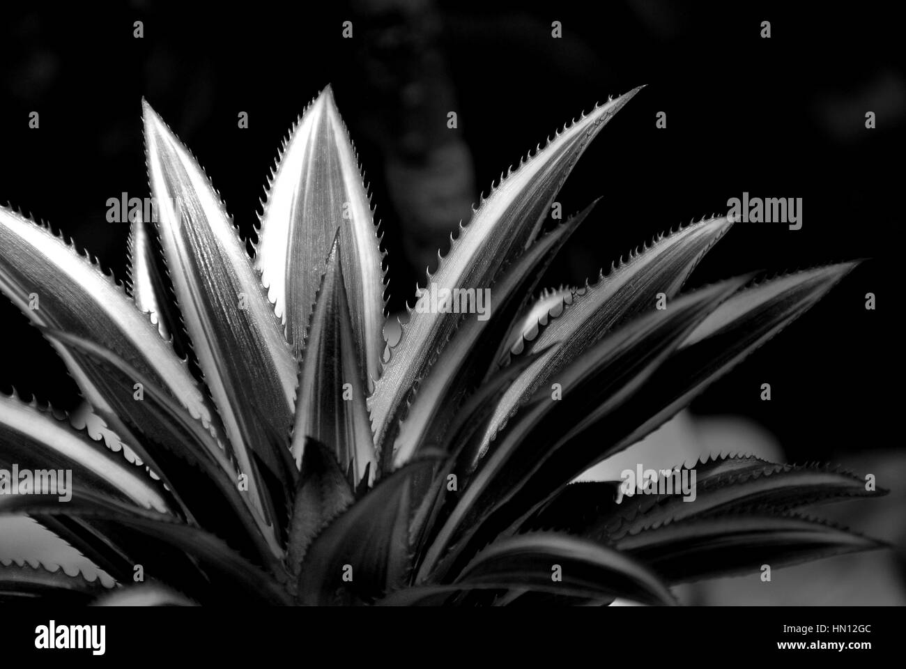 Close up of Bromeliad plants in black and white Stock Photo