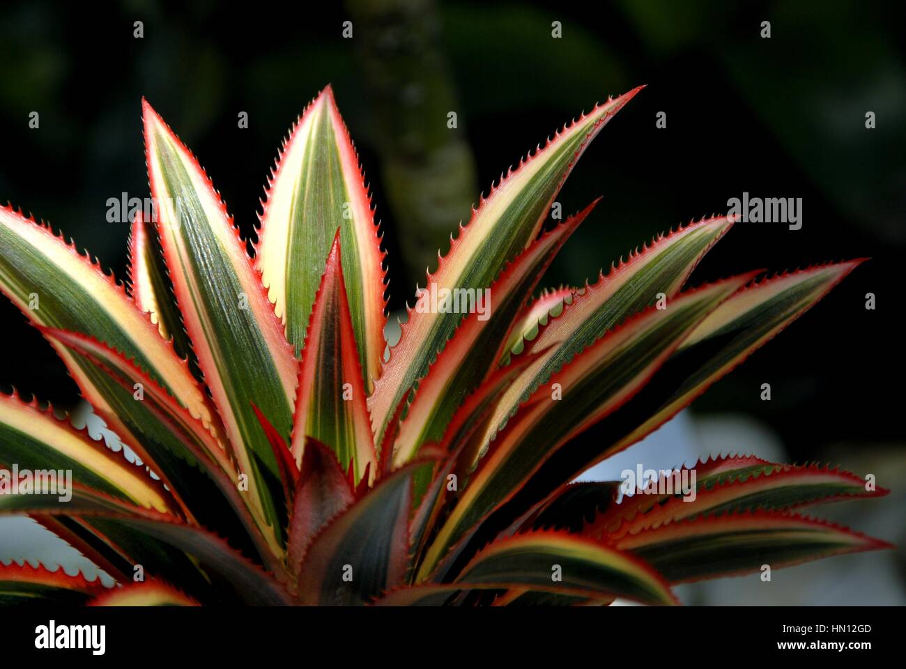 Close up of Bromeliad plants in garden Stock Photo