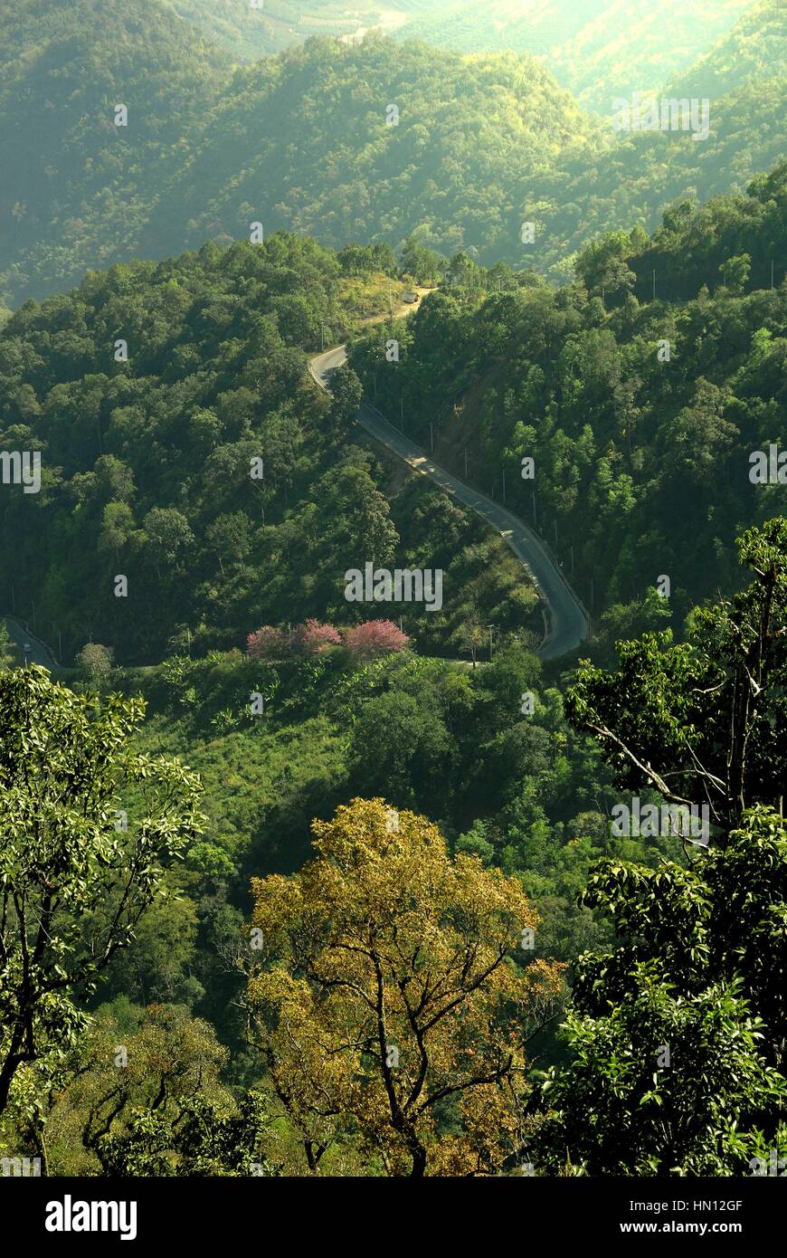 Aerial view of curved road at green forest mountain in the morning ...