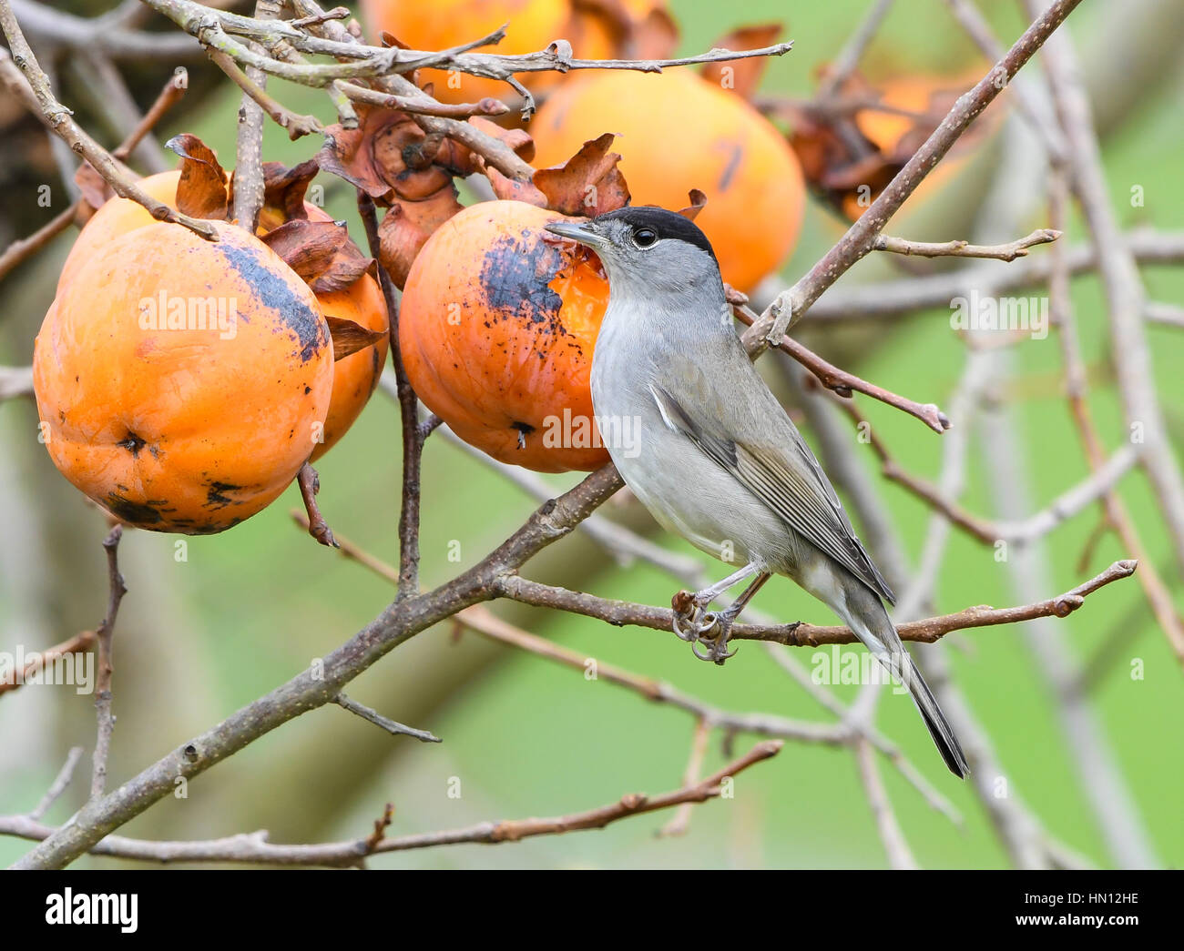 Fruit pests hi-res stock photography and images - Alamy