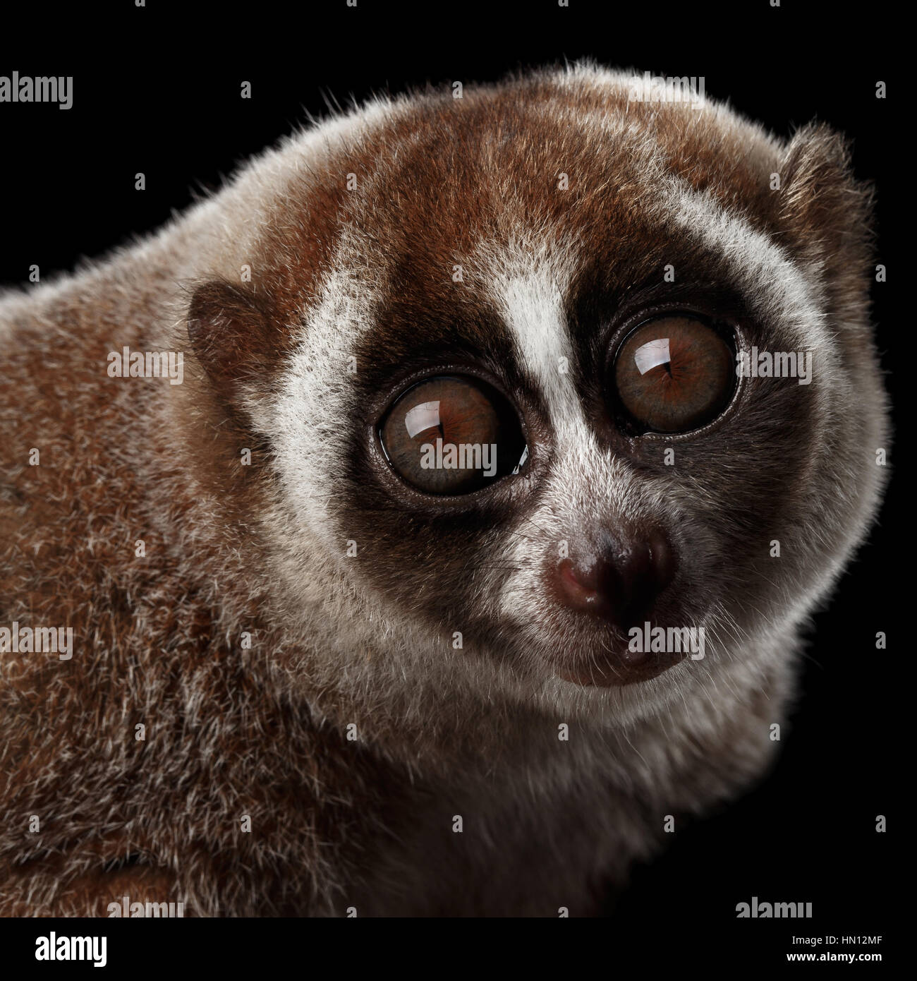 Slow Loris High Resolution Stock Photography And Images Alamy