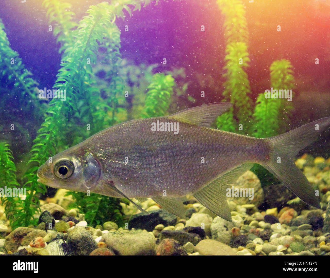 freshwater fish in their natural habitat, the photo with the addition