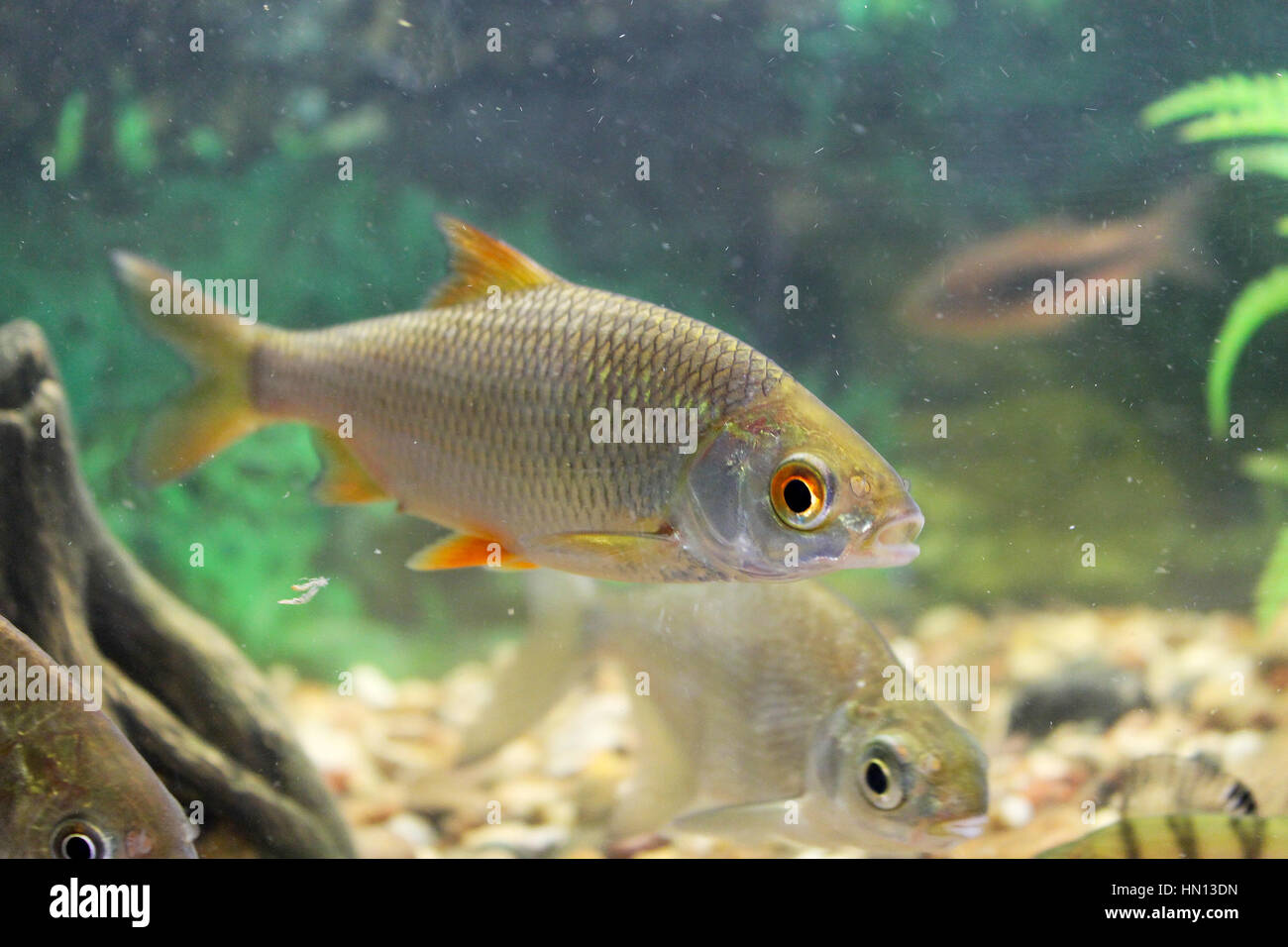 Carp, roach, gudgeon in the aquarium fresh water. The image can be used as educational material Stock Photo