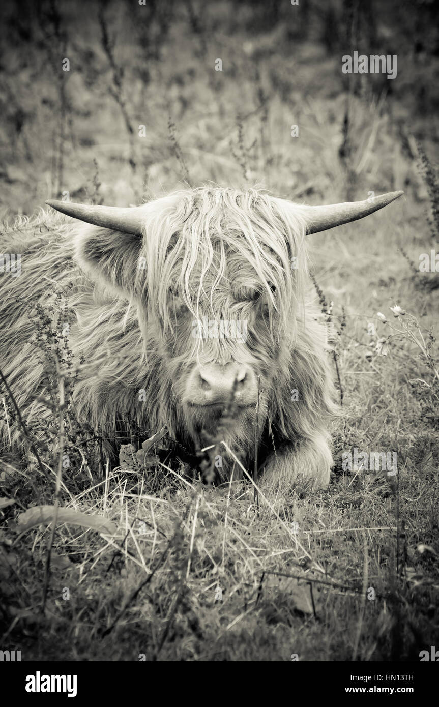 White Highland Cow High Resolution Stock Photography and Images - Alamy