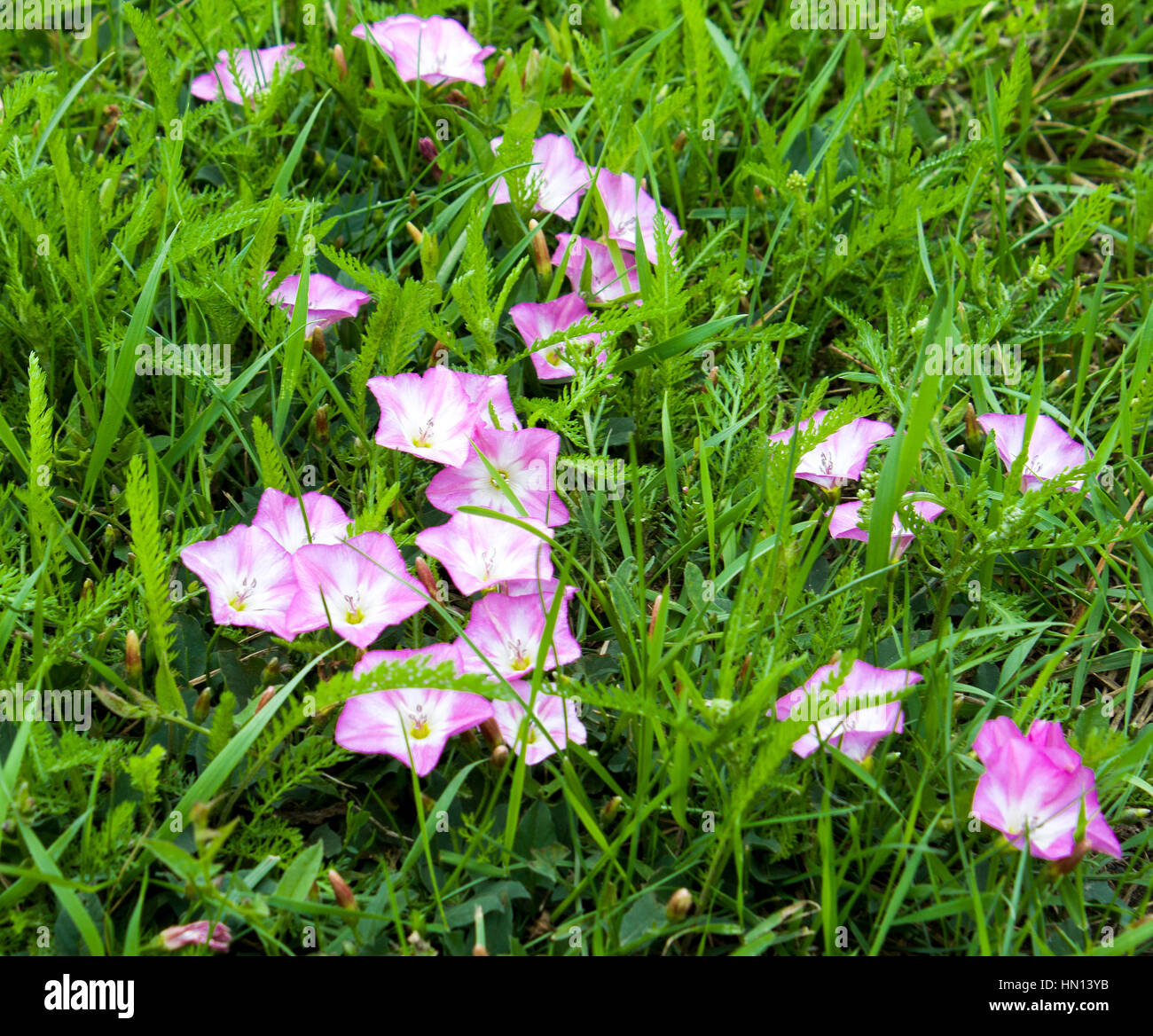 Lovely pink flowers hi-res stock photography and images - Alamy
