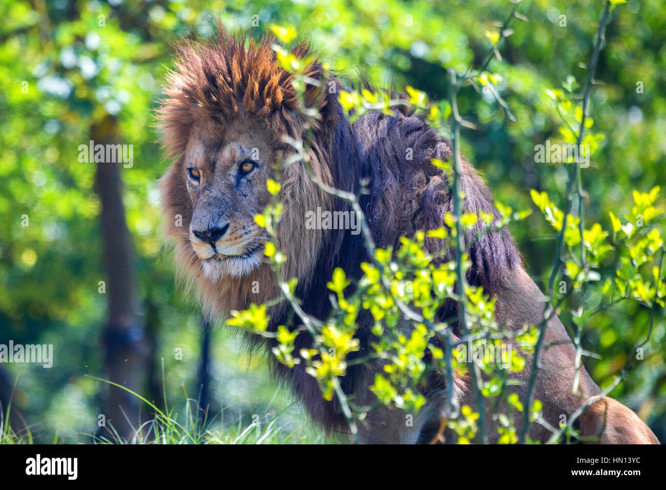 Male lion sitting watching hi-res stock photography and images - Alamy