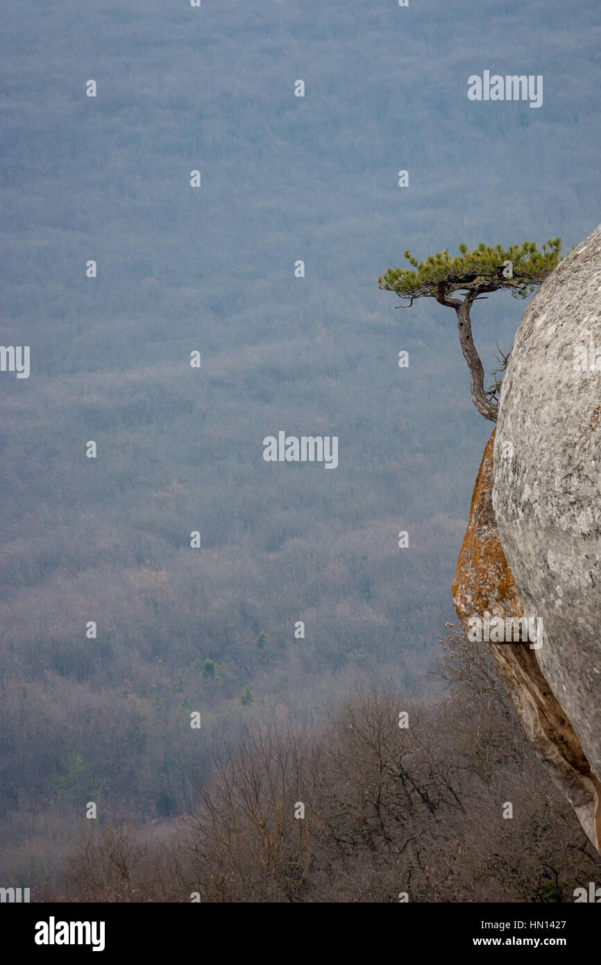 Scenic view with lonely pine tree on rocks wall Stock Photo - Alamy