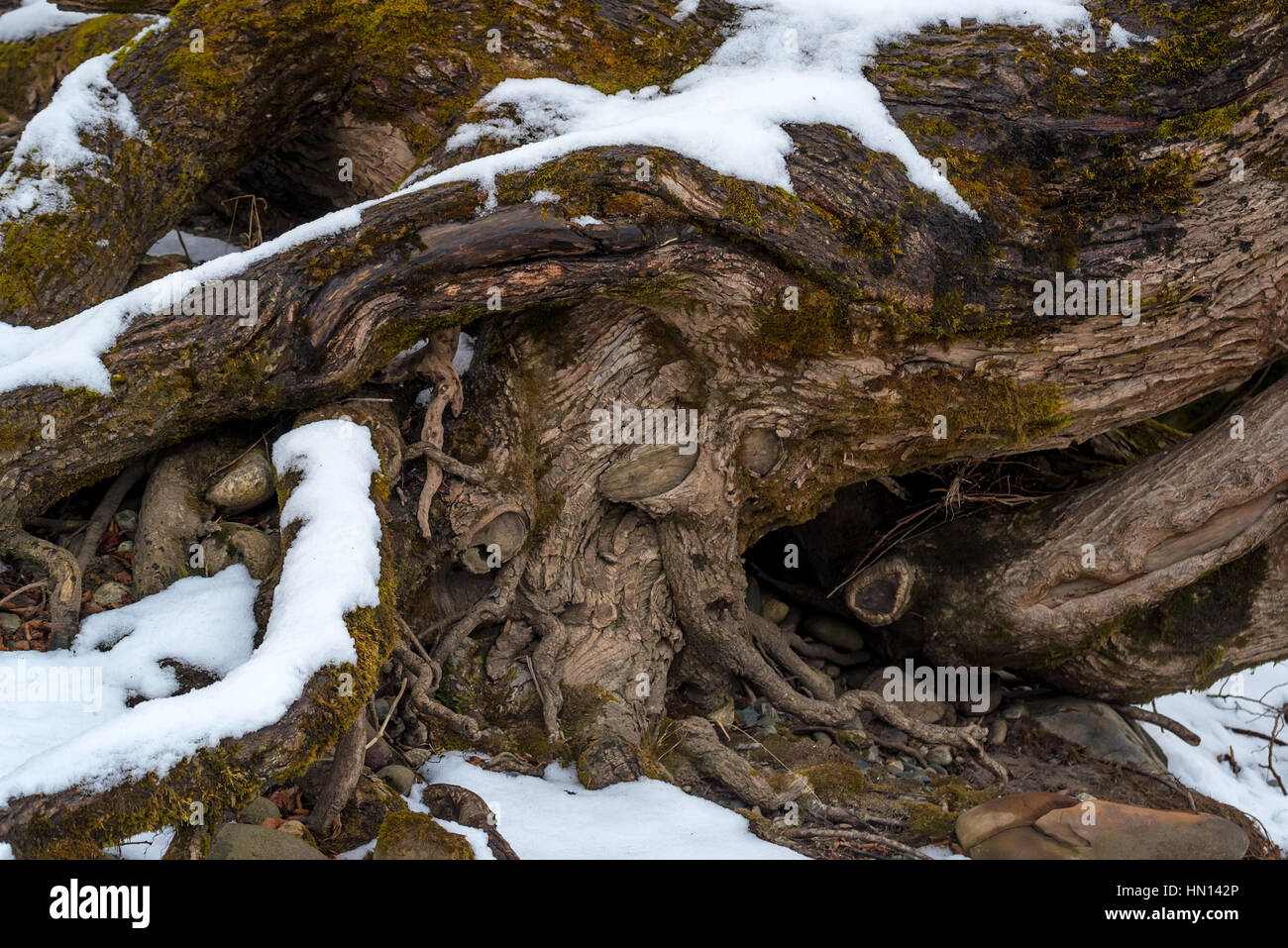Tree roots in magic pine hi-res stock photography and images - Alamy