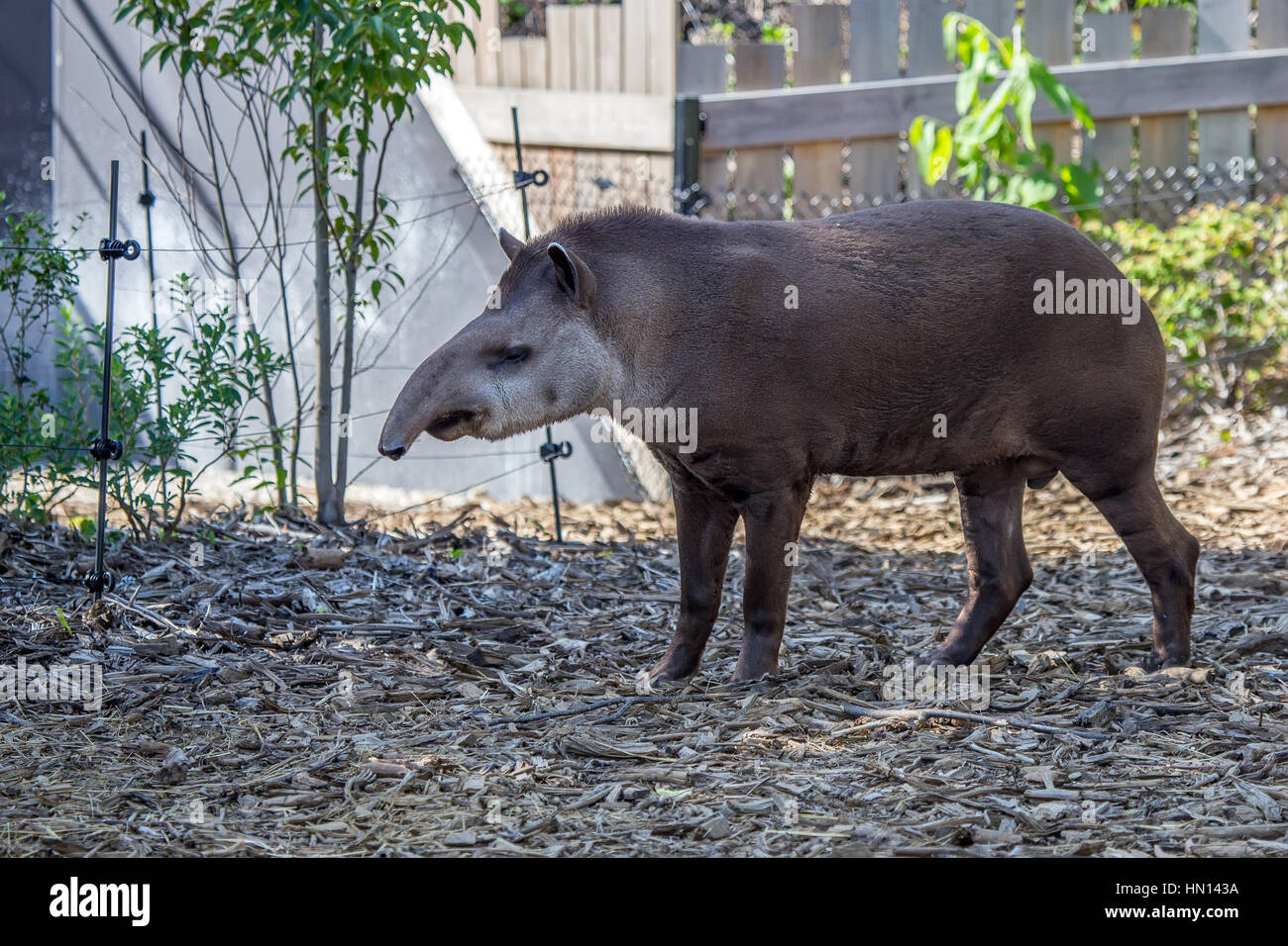 South American tapir or Tapirus terrestris also known as the Brazilian tapir Stock Photo