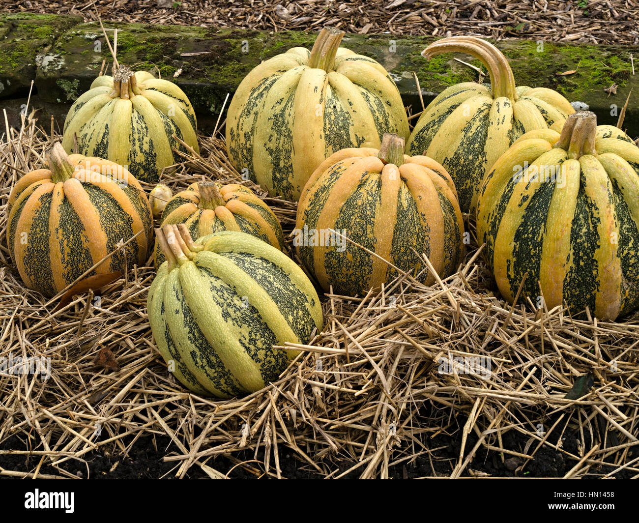 Tonda padana squash hires stock photography and images Alamy