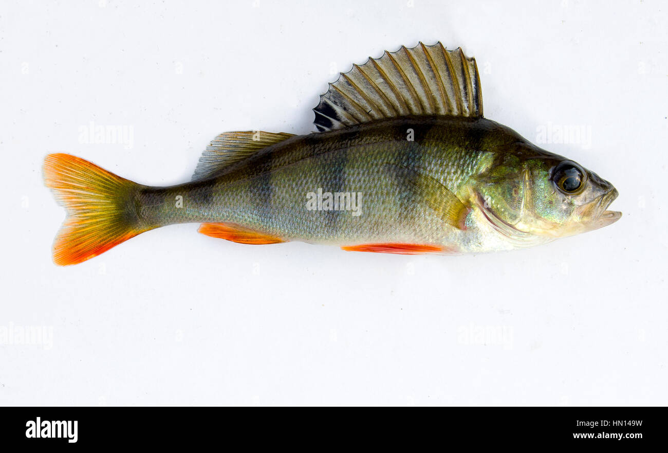 freshwater fish perch is widespread, frequent mining fishermen