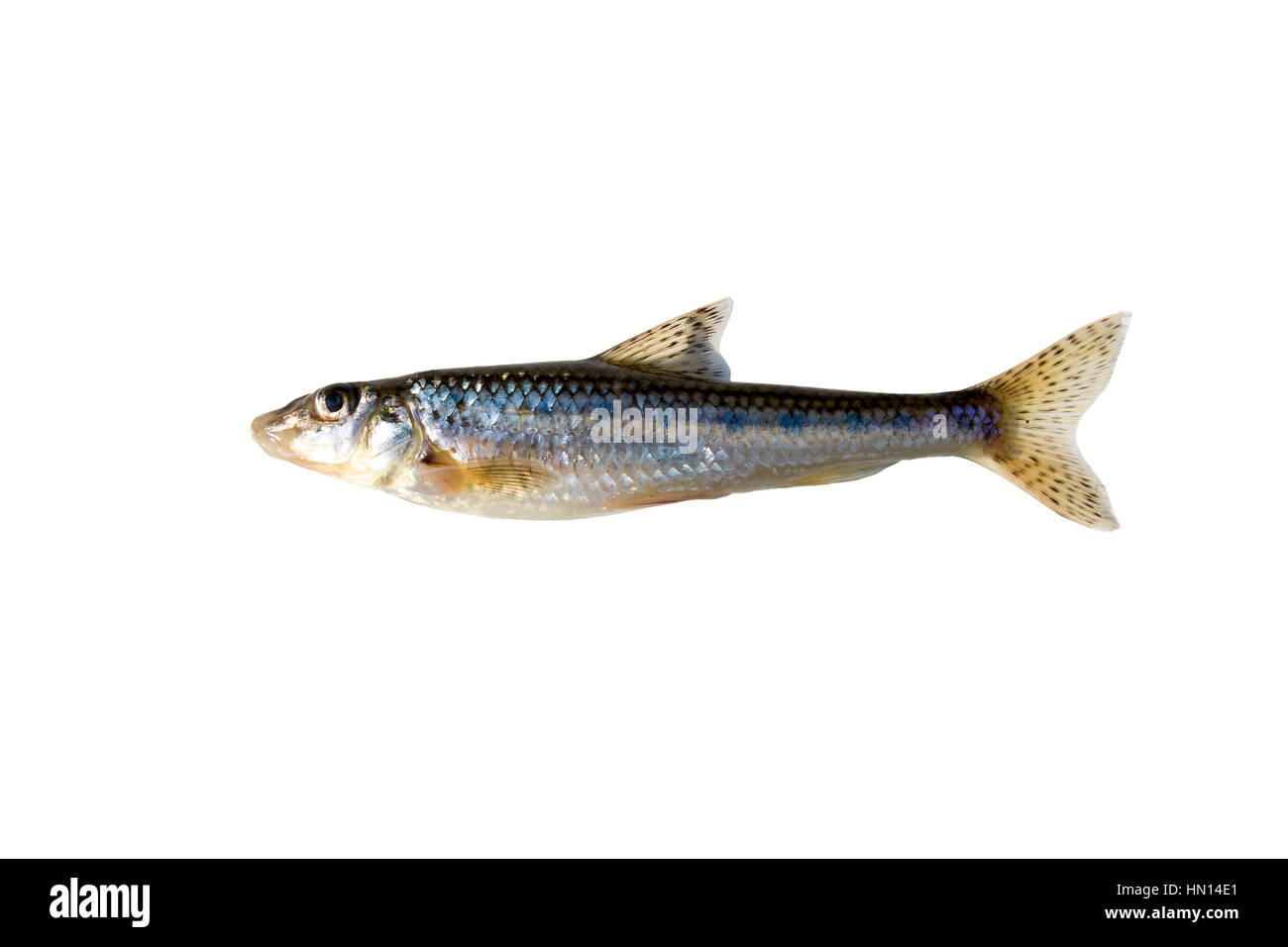 gudgeon on a white background, fresh water Stock Photo