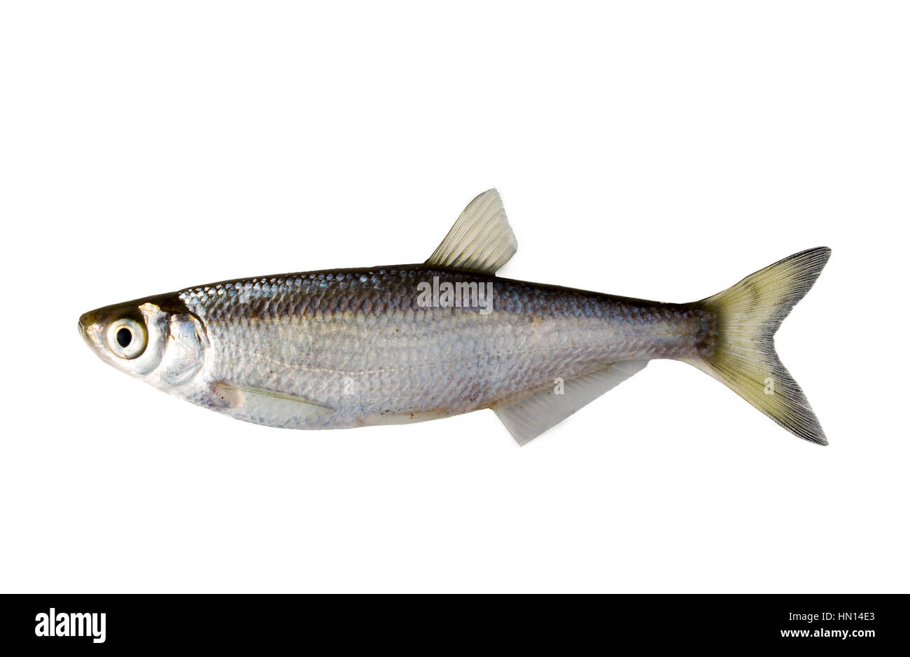 small fish a bleak on a white background, fresh water Stock Photo