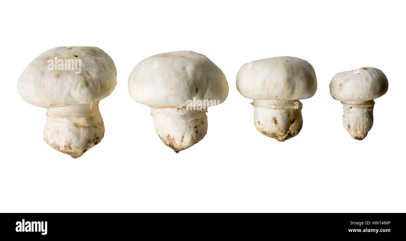 champignon mushrooms isolated on a white background, used in cooking for cooking Stock Photo