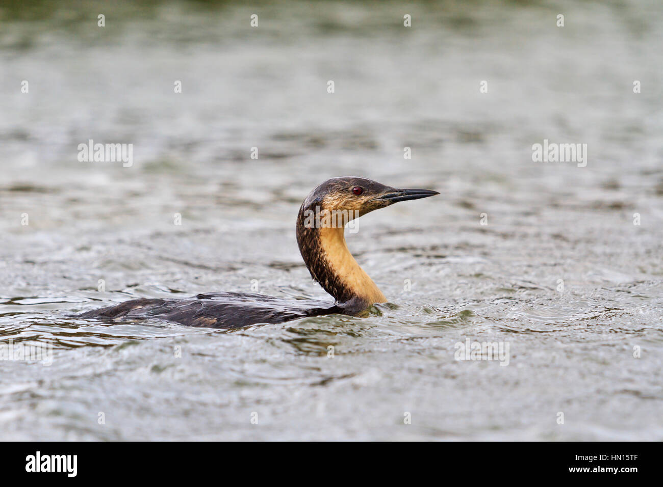 Black-throated loon emerged from the water,arctic, north bird migration, a rare bird, wildlife Stock Photo