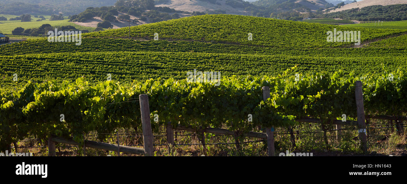 Beautiful Napa County Vineyard Stock Photo