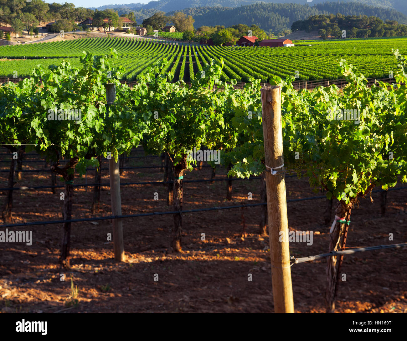 Beautiful Napa County Vineyard Stock Photo