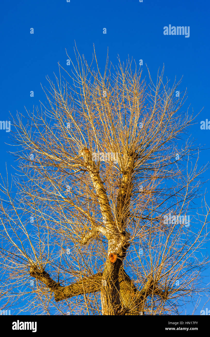Tall poplar tree hi-res stock photography and images - Alamy