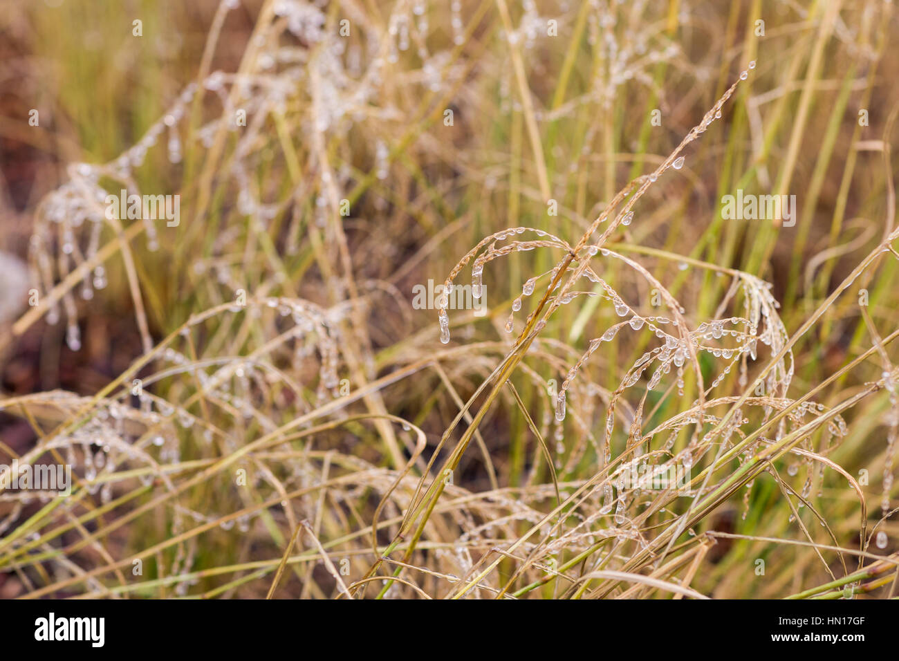 Frozen drops of rain water on yellow blades of dry grass in the park. The end of golden autumn, the beginning of winter season. Stock Photo