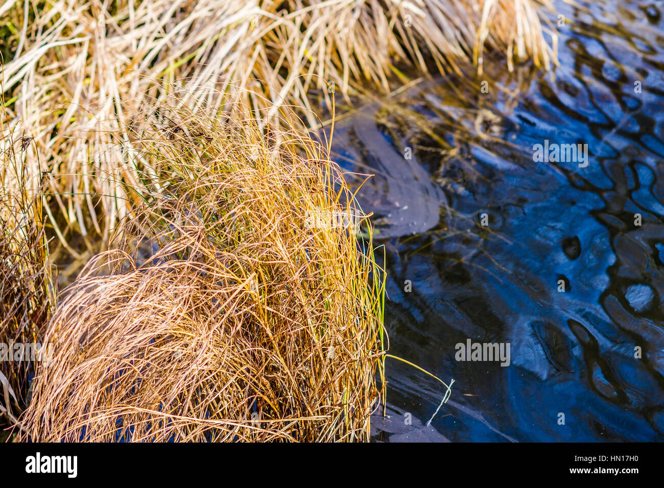 Dry ling, reed, carex, plants in the cold water of the autumn river, pond or lake. The end of the autumn. The nature waits for the frost and snow Stock Photo