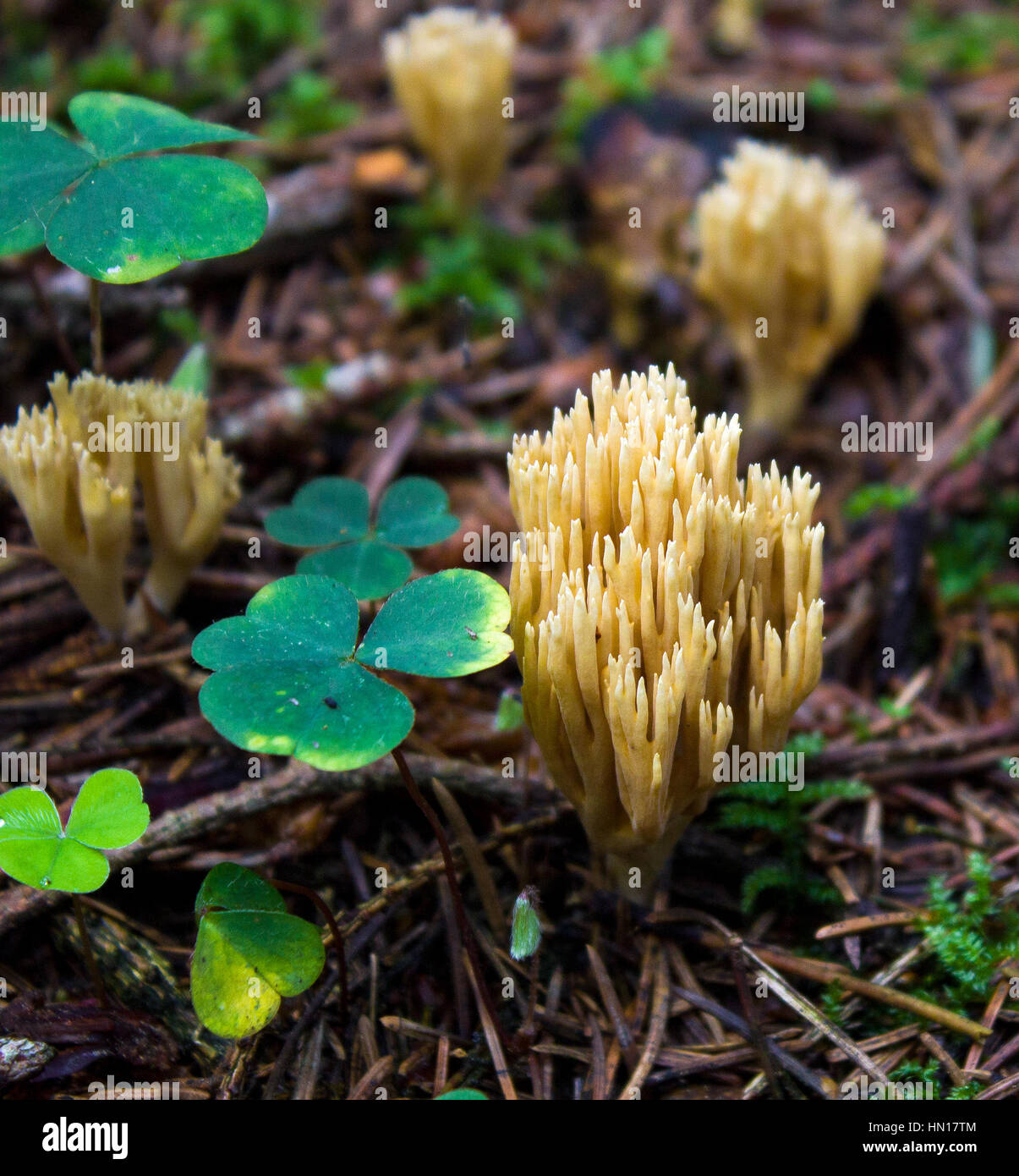 Clover in the woods and mushrooms, background. Stock Photo