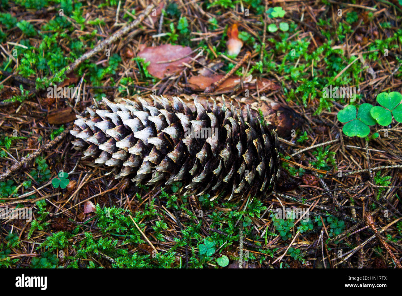 the pine cone in the wood on a green moss Stock Photo