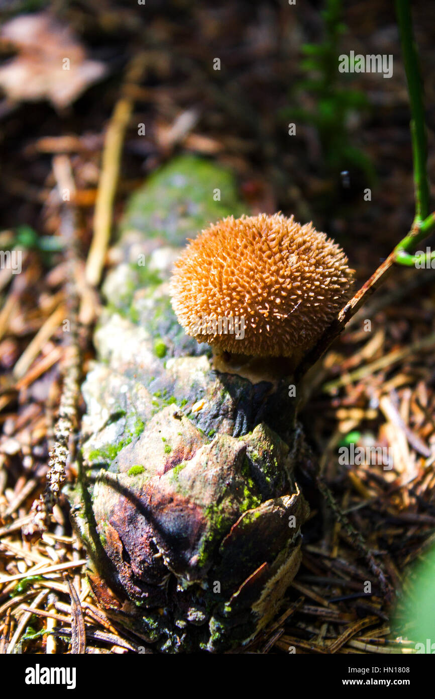 Raincoat umbridae.Mushroom on a moss in the wood. Useful to health and cookery. Stock Photo