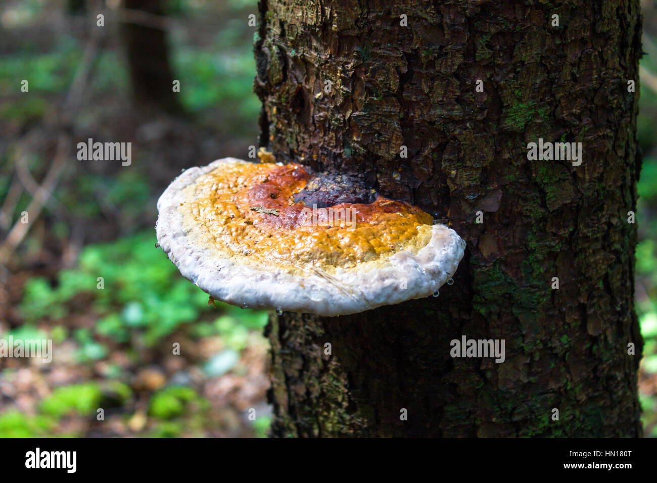 Raincoat umbridae.Mushroom on a moss in the wood. Useful to health and cookery. Stock Photo