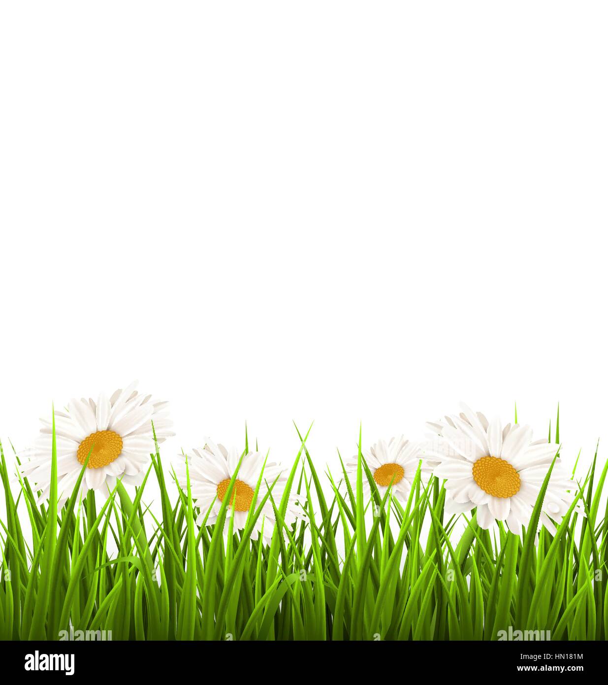 Green grass lawn with white chamomiles isolated on white. Floral Stock ...