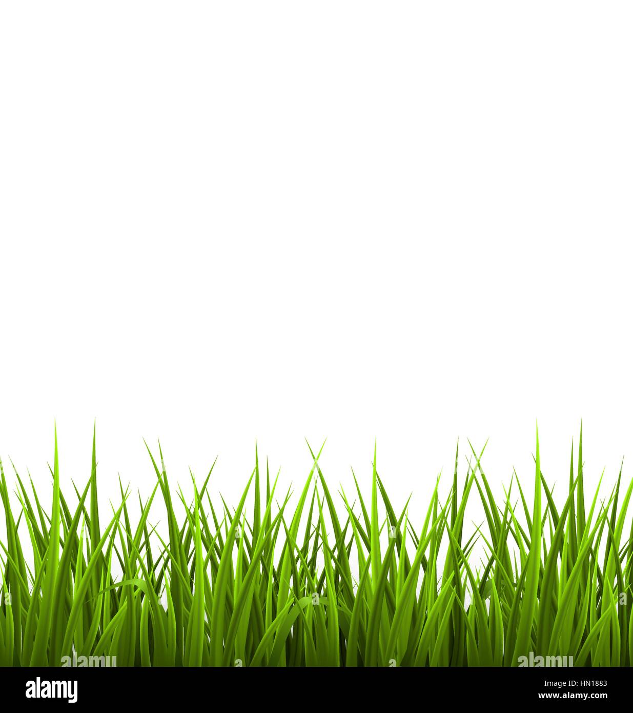 Green grass lawn isolated on white. Floral nature spring Stock Vector ...