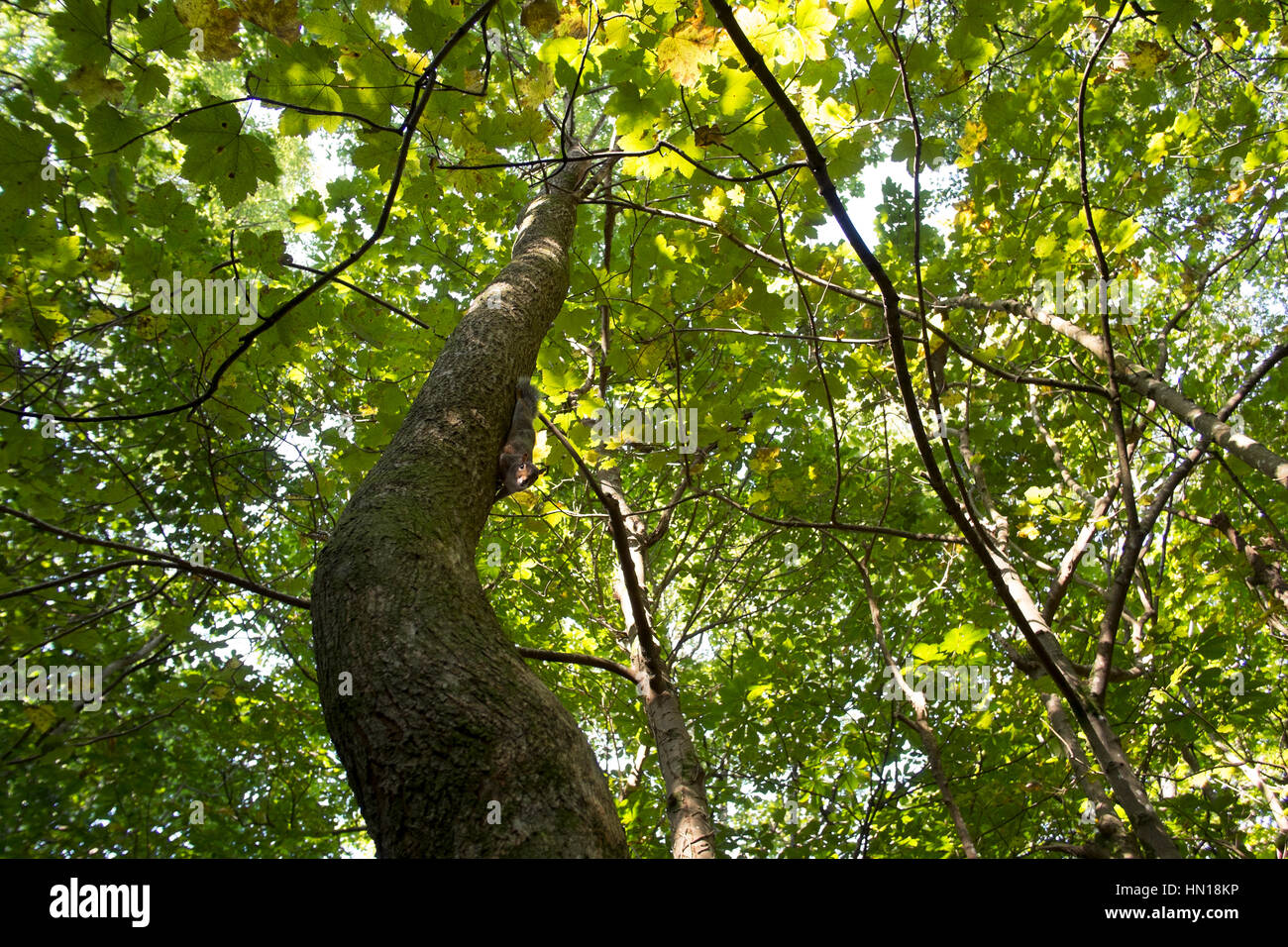 Looking up a tree trunk at Tehidy woods, Cornwall Stock Photo Alamy