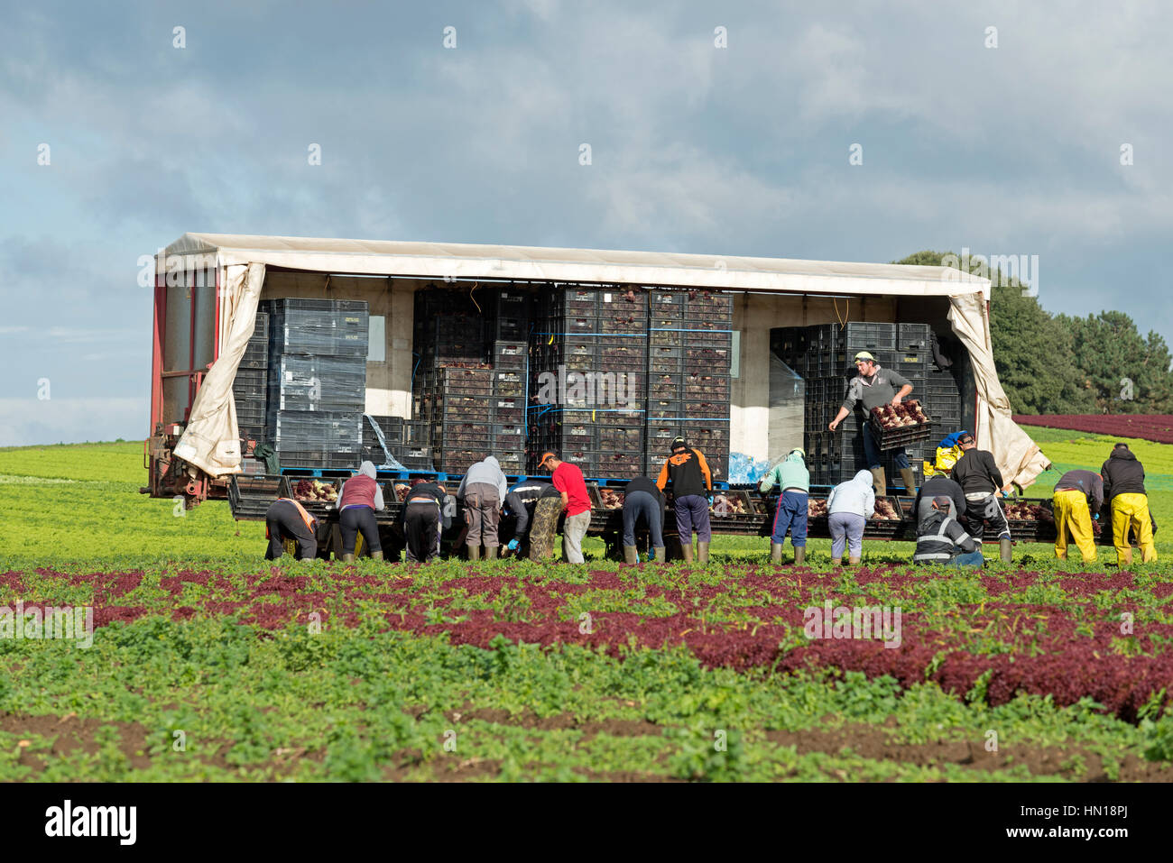 Migrant workers from Eastern Europe harvesting lettuces, Bawdsey, Suffolk, England. Stock Photo