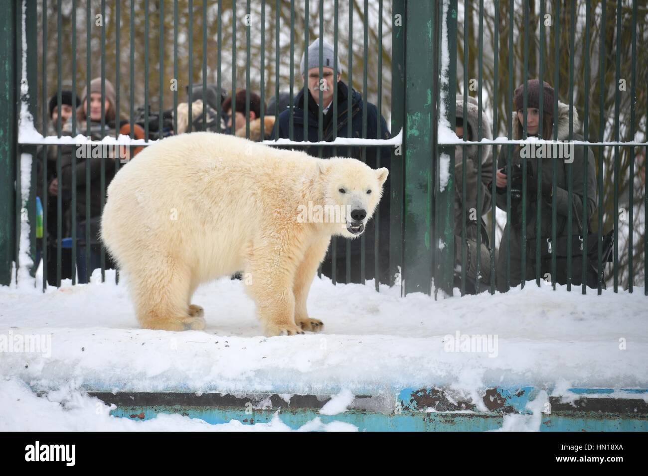 Новосибирский зоопарк. Панды зима. Московский зоопарк зимой 2021-2022. Московский зоопарк москва зимой. Московский зоопарк в новогодние праздники.