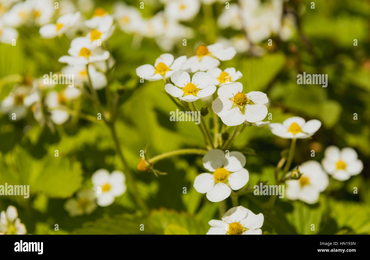 Flowers of strawberry and green leaf in garden Stock Photo - Alamy