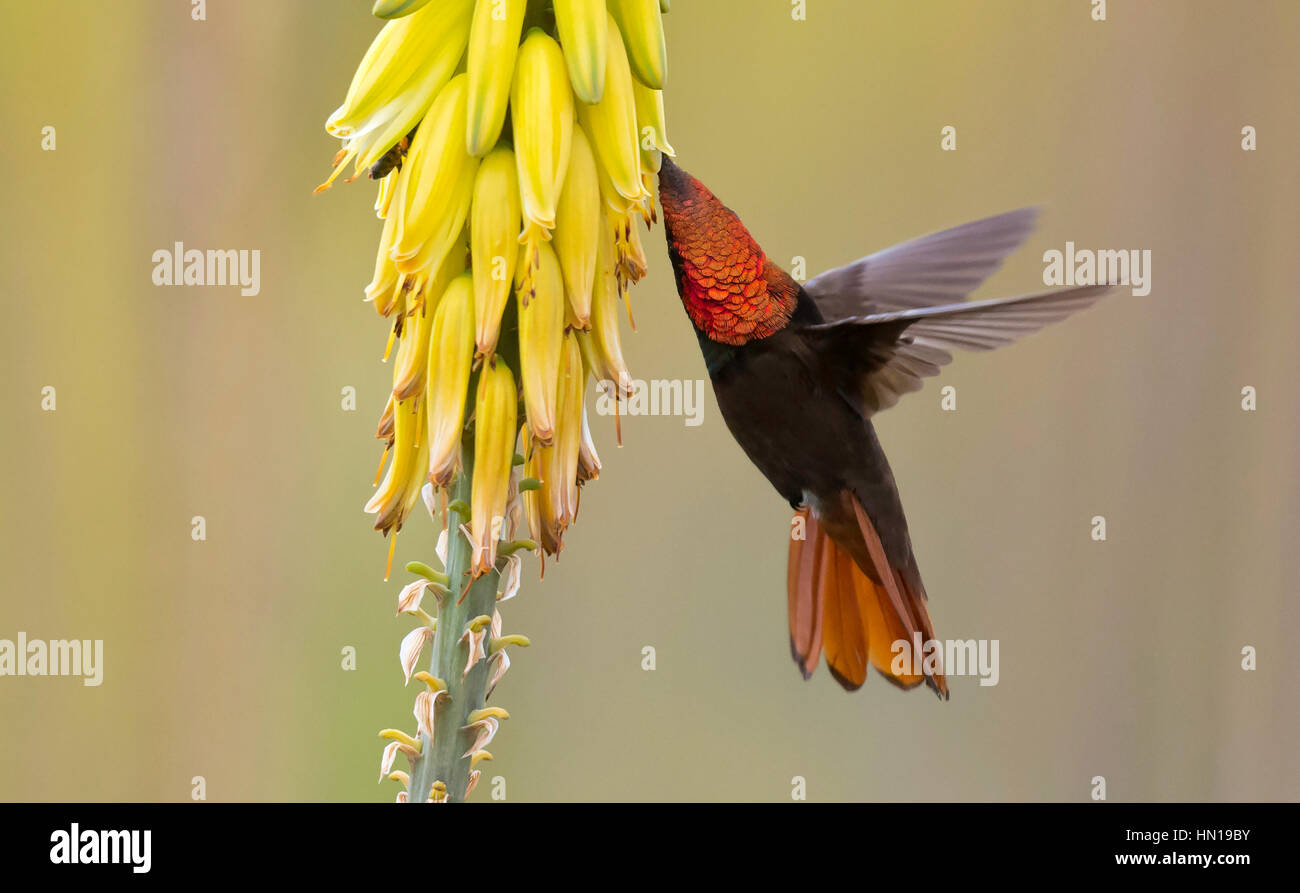 Ruby-topaz Hummingbird male (Chrysolampis mosquitus) Stock Photo