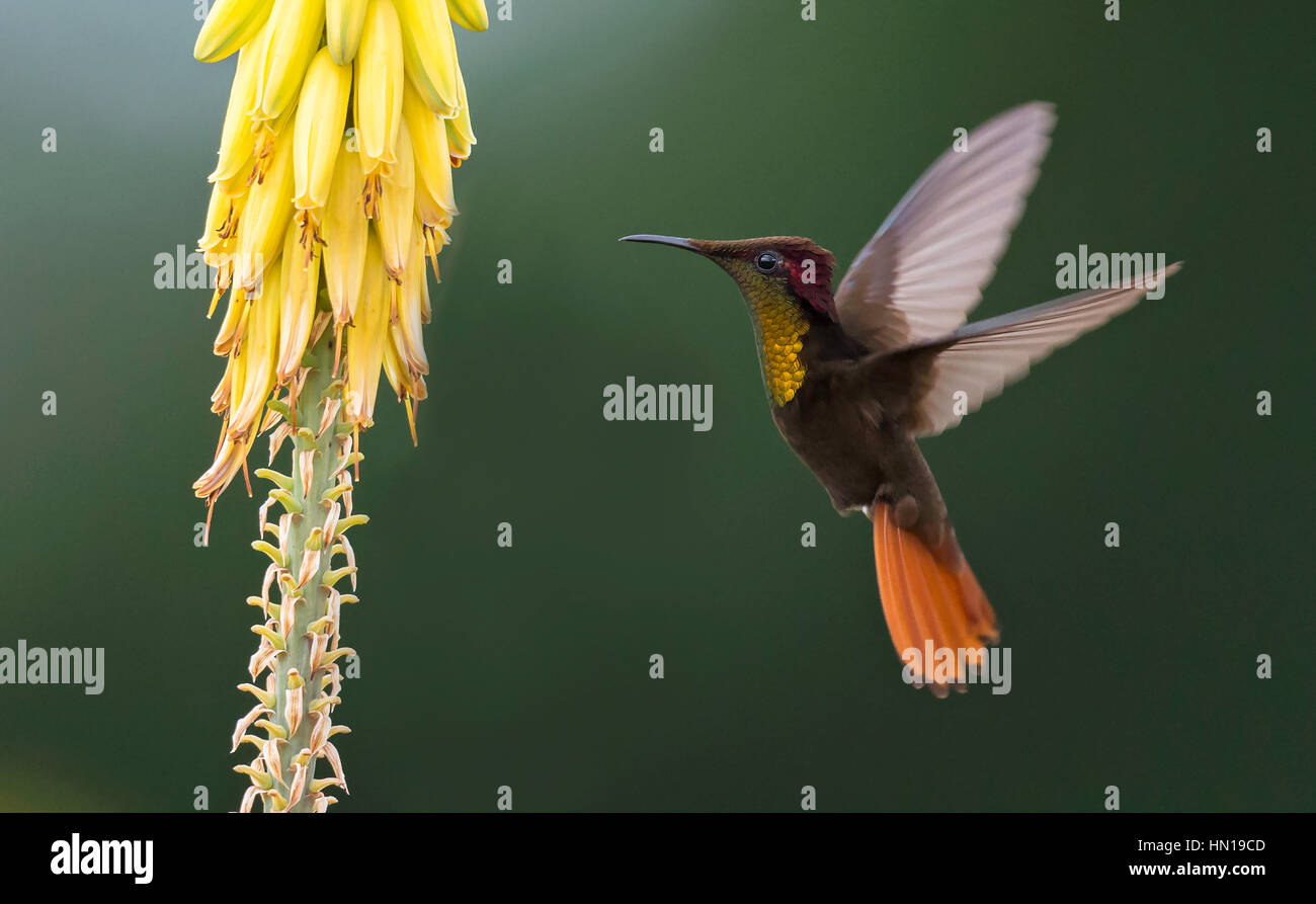 Ruby-topaz Hummingbird male (Chrysolampis mosquitus) Stock Photo