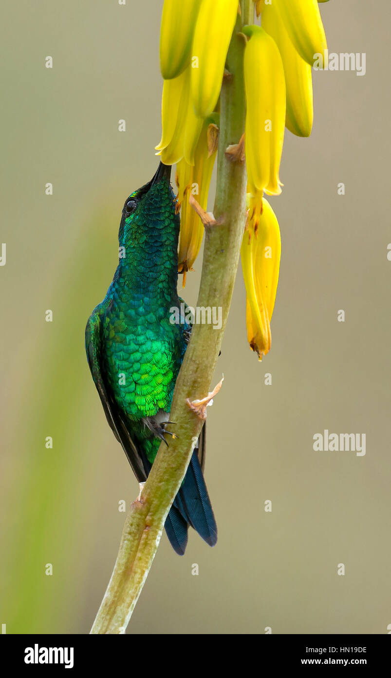 Western Emerald male (Chlorostilbon melanorhynchus). La Union, Valle del Cauca Stock Photo