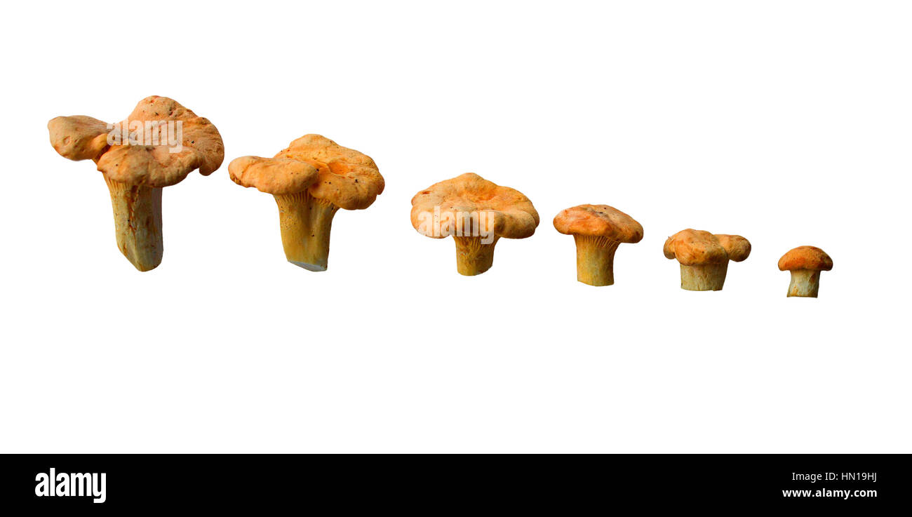 Chanterelle mushrooms. Large number. Background. Isolated.By the size