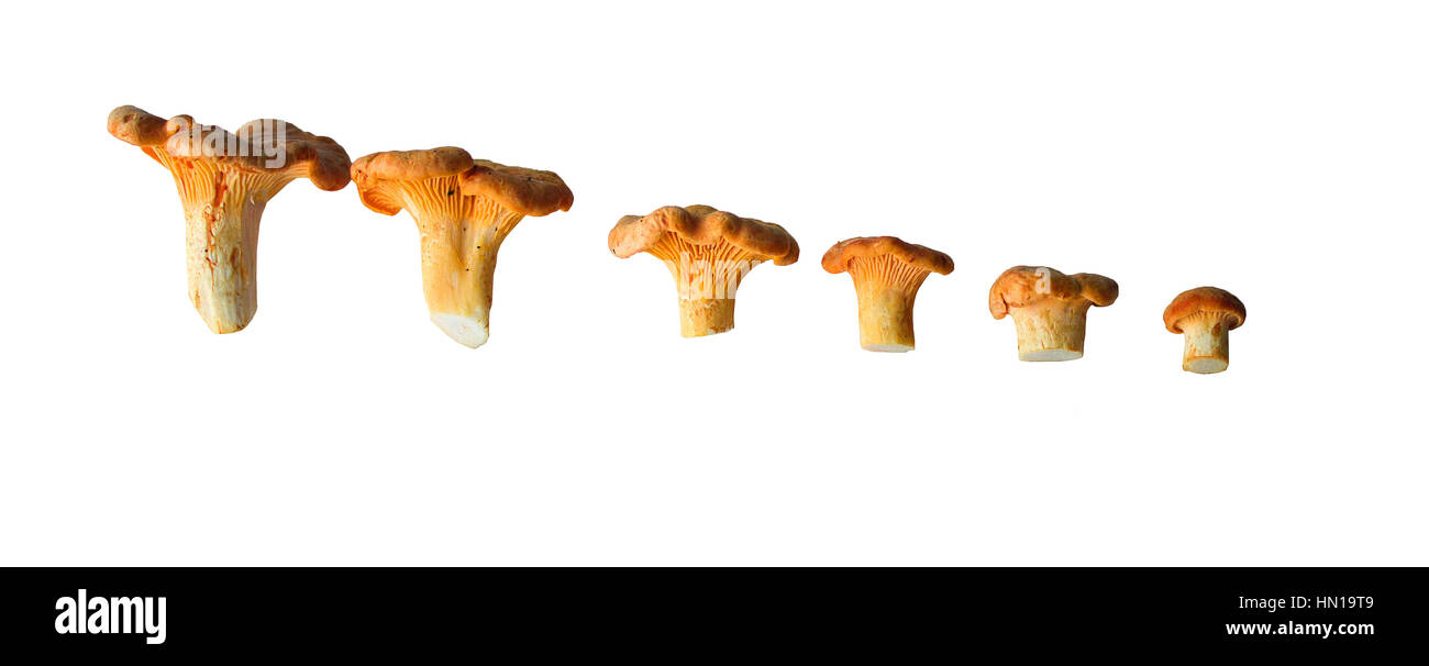 Chanterelle mushrooms. Large number. Background. Isolated.By the size